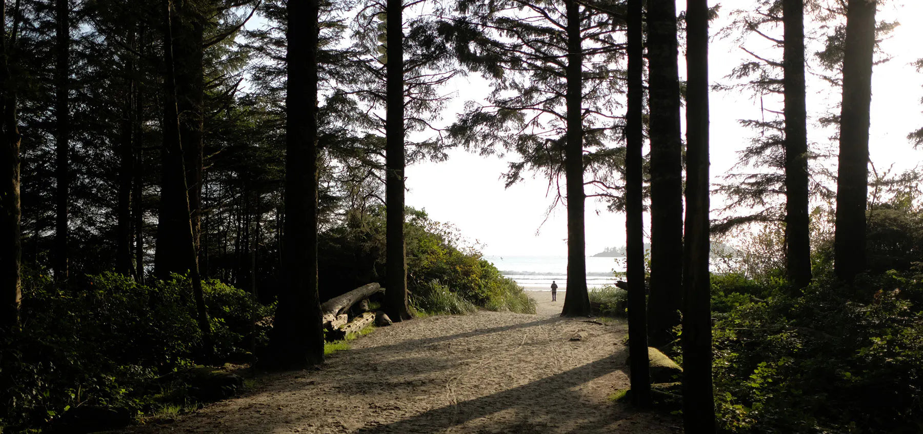 Pathway through a forest with trees on either side, leading towards a beach.